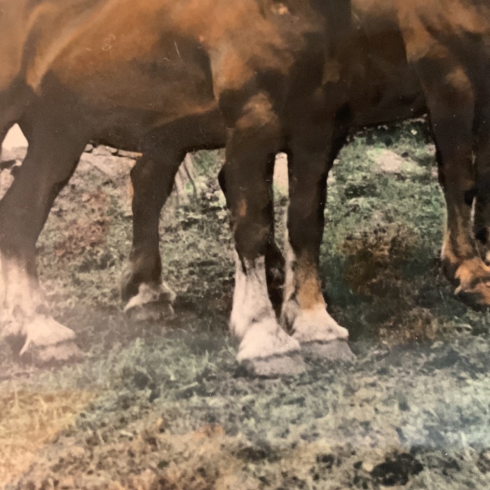Antique Photo/Painting of 2 Draft Horses in Unique Frame - Picture 4 of 16